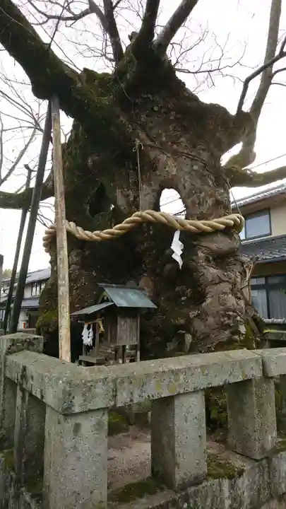 中山神社の自然