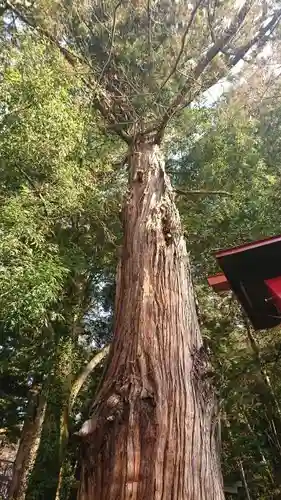 菅東山出世稲荷神社の自然