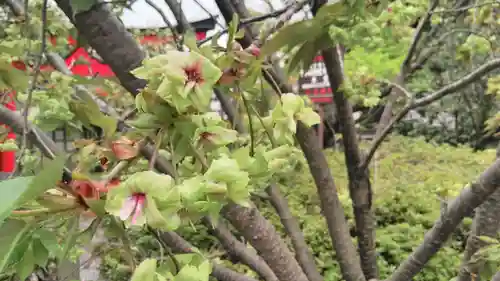 大報恩寺（千本釈迦堂）の庭園