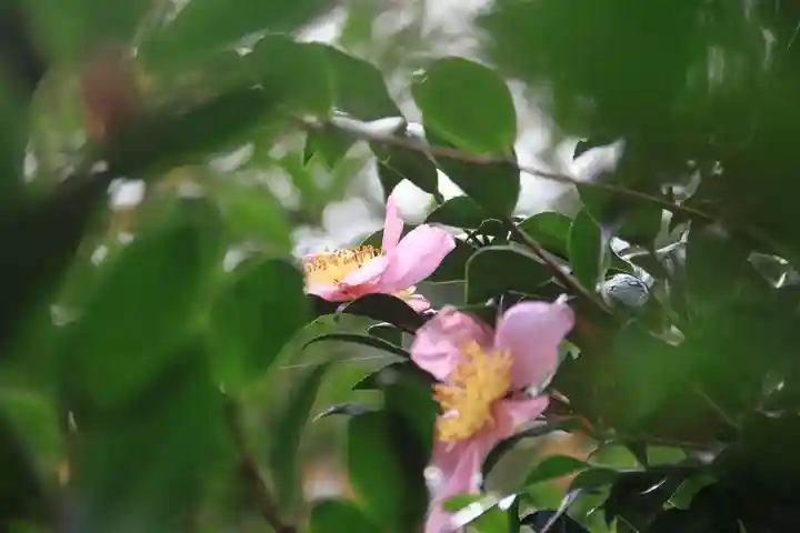 愛宕神社の庭園