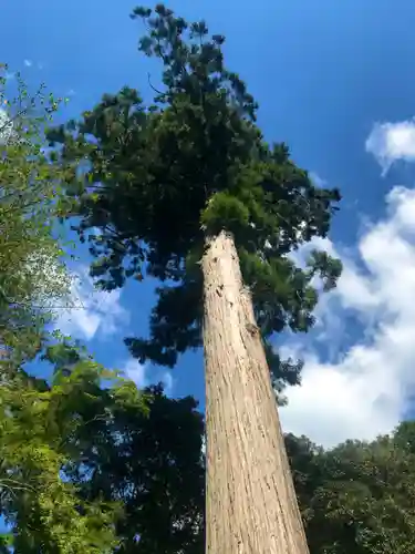 櫻木神社の自然