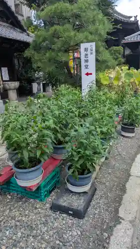 行願寺（革堂）(京都府)