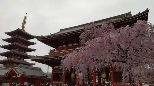 浅草寺の自然