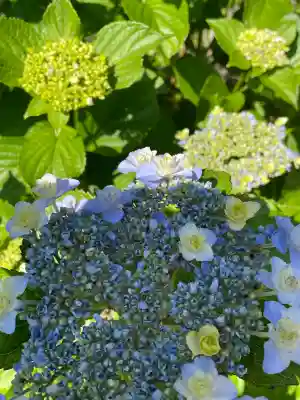 本郷氷川神社(東京都)
