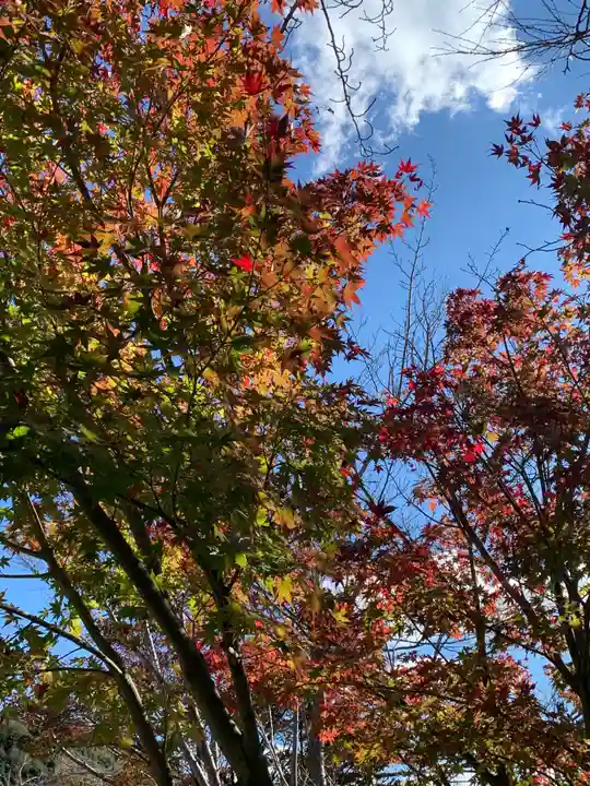 普門寺(切り絵御朱印発祥の寺)の自然
