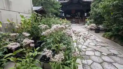 行願寺（革堂）(京都府)