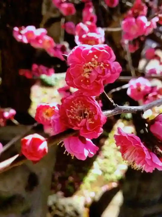 成願寺(東京都)