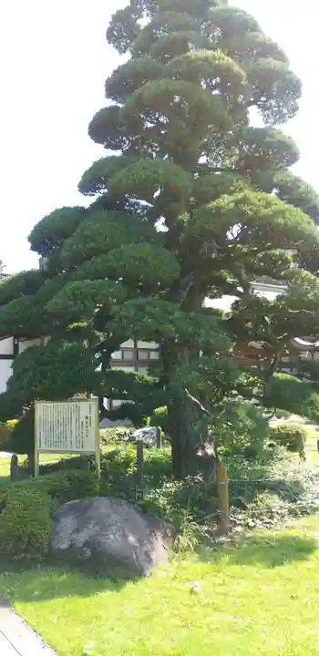 林泉寺(埼玉県)