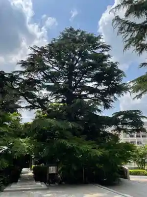 國學院大學神殿の庭園