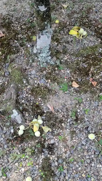 松ヶ崎大黒天 妙圓寺(妙円寺)(京都府)