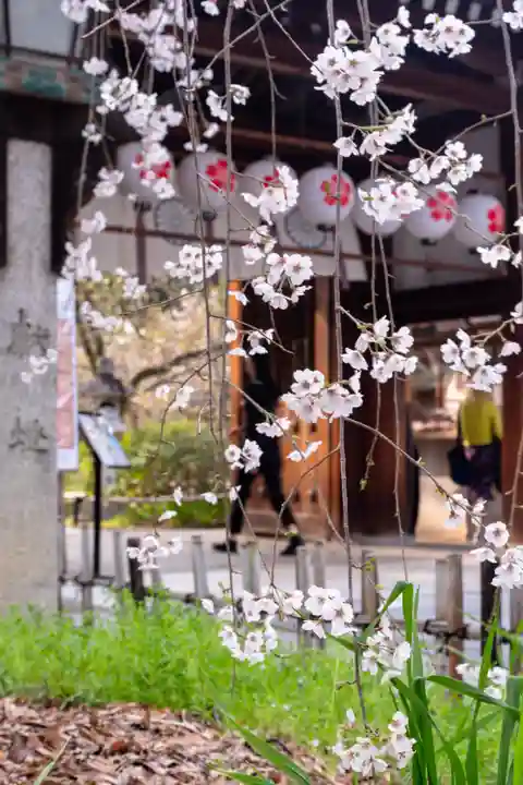 平野神社(京都府)