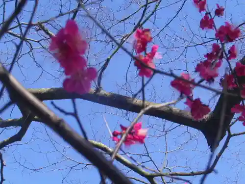 鶴岡八幡宮の自然