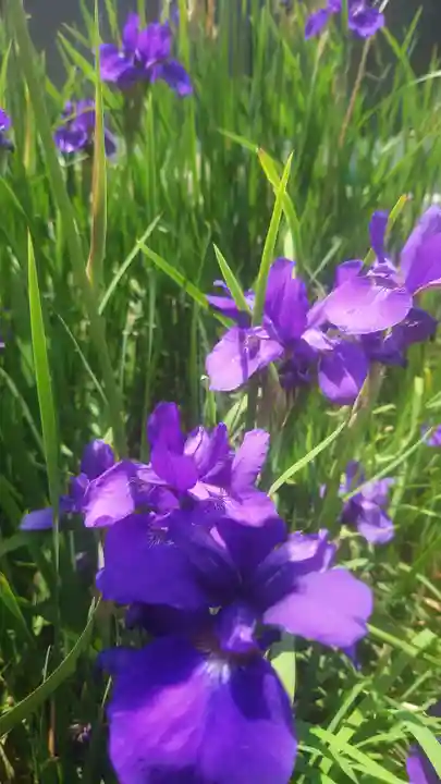 住吉神社(下津住吉町)の自然