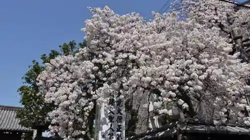 妙蓮寺のその他建物