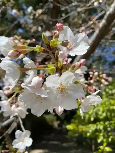 市原稲荷神社の自然