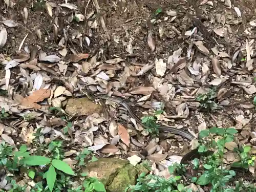 倭文神社の動物