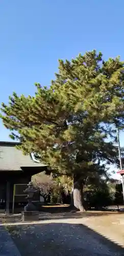 天豊受神社(埼玉県)
