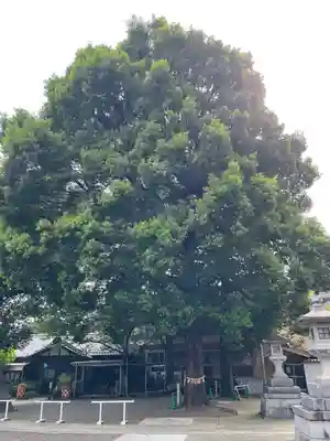 荻窪白山神社(東京都)