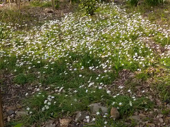 阿智神社の自然