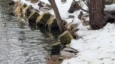 永山神社の動物