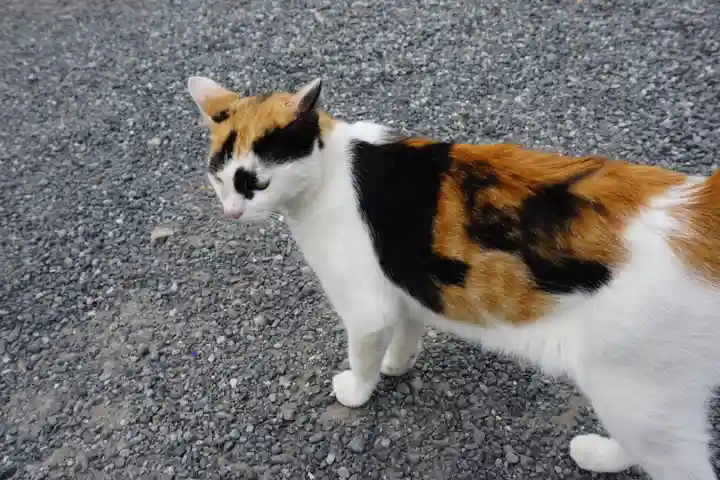 板倉雷電神社の動物