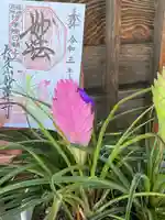 妙蓮寺の御朱印