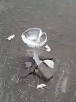 伏木香取神社の自然