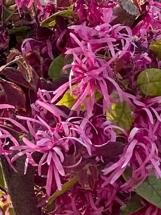 闘鶏神社(和歌山県)