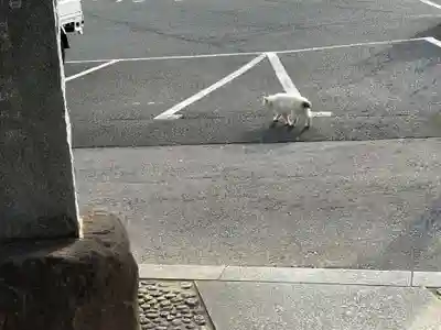柏諏訪神社(千葉県)