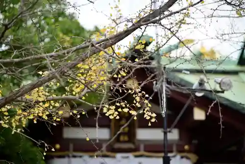 稲毛神社の自然