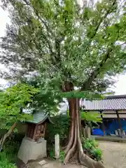 式内楯原神社(大阪府)