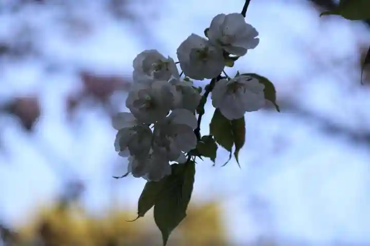 磐椅神社の自然