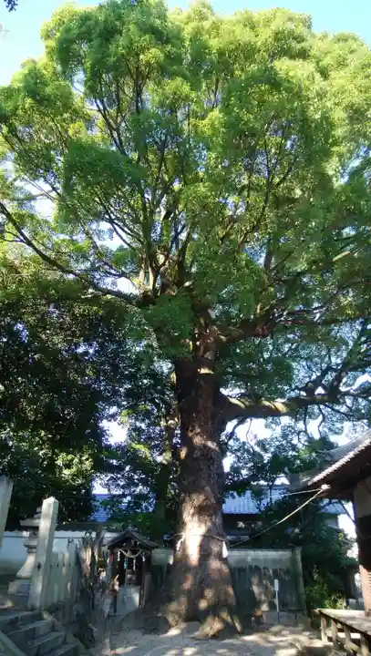 畑山神社の自然