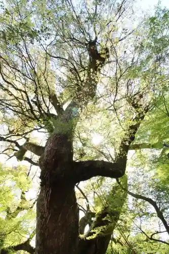 石清水八幡宮(京都府)