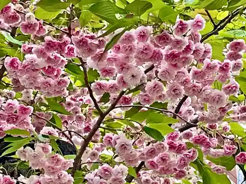 湯島御霊社の自然