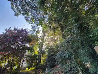 諏訪大神社の自然