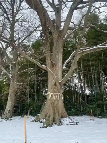 水戸八幡宮の{uncategorized: "未分類", other: "その他", undefined: "問題あり", building: "その他建物", grave: "お墓", sacred_gate: "鳥居", guardian: "狛犬", statue: "像", buddha: "仏像", history: "歴史", nature: "自然", garden: "庭園", animal: "動物", pagoda: "塔", temizu: "手水舎", mountain_gate: "山門・神門", sanctuary: "本殿・本堂", subordinate: "末社・摂社", art: "芸術", scenery: "景色", jizo: "地蔵", ema: "絵馬", goshuin: "御朱印", omikuji: "おみくじ", items: "授与品その他", amulet: "お守り", goshuincho: "御朱印帳", eats: "食事", festival: "お祭り", votive_dance: "神楽", shichigosan: "七五三参", wedding: "結婚式", experience: "体験その他", initially: "初詣", around: "周辺", anti_infection: "感染症対策"}