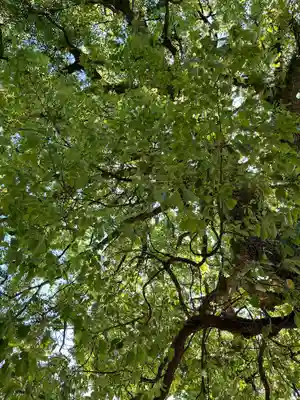 真清田神社(愛知県)