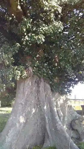 猿田彦大神の自然