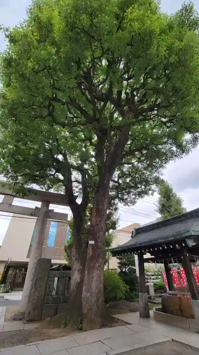 麻布氷川神社の自然