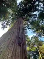 大宮温泉神社の自然