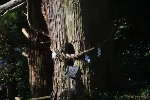 阿久津「田村神社」（郡山市阿久津町）旧社名：伊豆箱根三嶋三社の自然