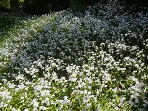 長壽寺（長寿寺）の自然