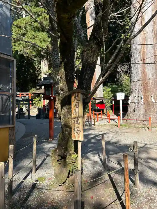 日光二荒山神社の自然
