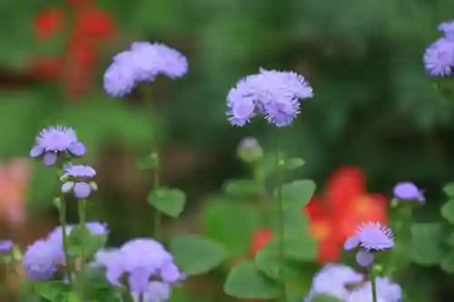 隠津島神社の庭園