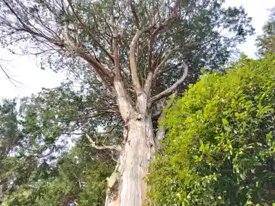 九社神社の{uncategorized: "未分類", other: "その他", undefined: "問題あり", building: "その他建物", grave: "お墓", sacred_gate: "鳥居", guardian: "狛犬", statue: "像", buddha: "仏像", history: "歴史", nature: "自然", garden: "庭園", animal: "動物", pagoda: "塔", temizu: "手水舎", mountain_gate: "山門・神門", sanctuary: "本殿・本堂", subordinate: "末社・摂社", art: "芸術", scenery: "景色", jizo: "地蔵", ema: "絵馬", goshuin: "御朱印", omikuji: "おみくじ", items: "授与品その他", amulet: "お守り", goshuincho: "御朱印帳", eats: "食事", festival: "お祭り", votive_dance: "神楽", shichigosan: "七五三参", wedding: "結婚式", experience: "体験その他", initially: "初詣", around: "周辺", anti_infection: "感染症対策"}