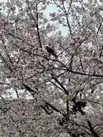 浄心寺(東京都)