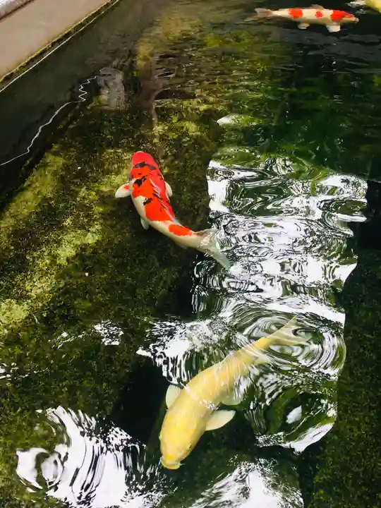 大聖観音寺(あびこ観音)(大阪府)