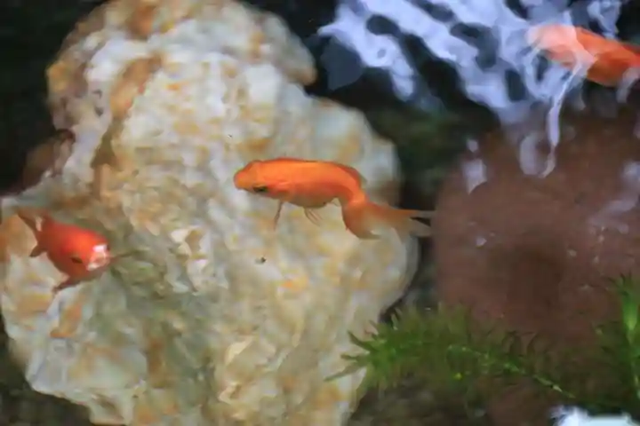 高司神社〜むすびの神の鎮まる社〜の手水舎
