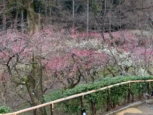 北野天満宮の庭園